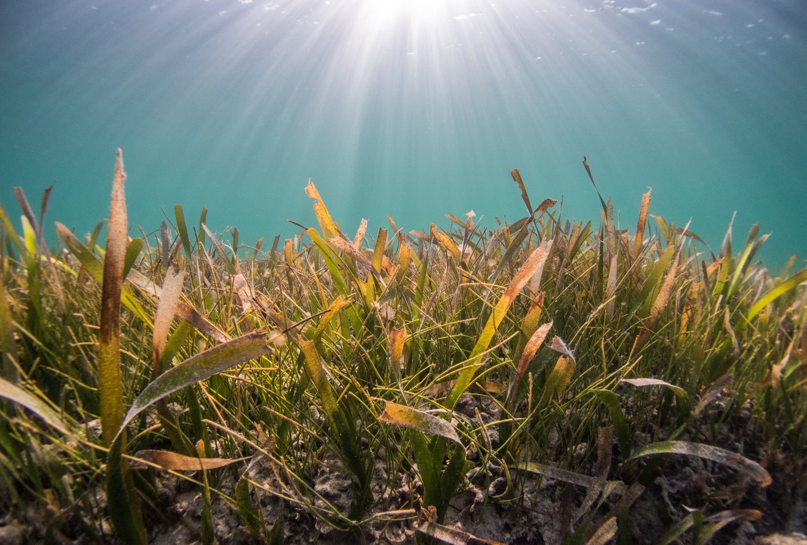 1st March 2024 World Seagrass Day HD Photos